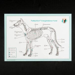 Akupunktur-Tafel Hund