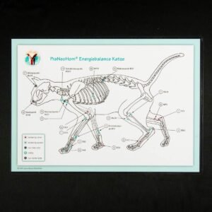 Akupunktur-Tafel Katze