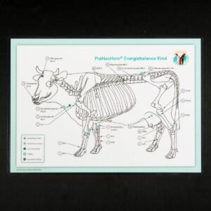 Akupunktur-Tafel Rind/Kuh