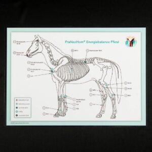 Akupunktur-Tafel Pferd