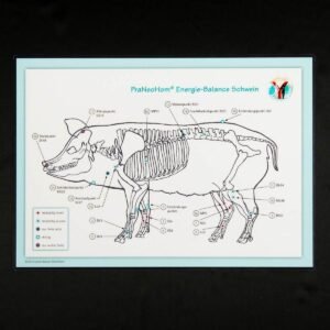 Akupunktur-Tafel Schwein